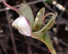 Disperis capensis capensis