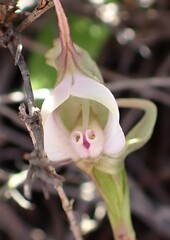 Disperis capensis capensis