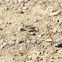 Trimerotropis occidentiloides