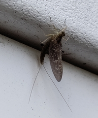 Callibaetis