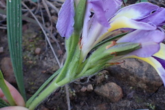 Babiana patula