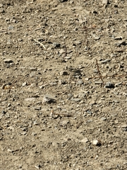 Trimerotropis occidentiloides