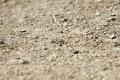 Trimerotropis occidentiloides