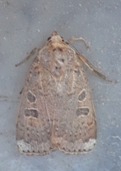 Abagrotis alternata