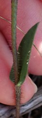 Disperis capensis capensis
