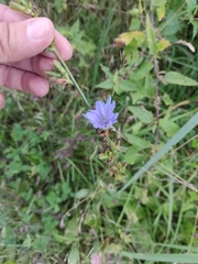 Cichorium intybus