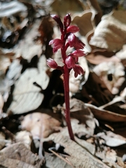 Corallorhiza striata