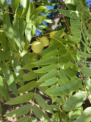 Juglans