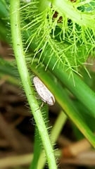 Cicadellidae