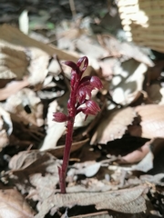 Corallorhiza striata