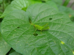 Schistocerca flavofasciata