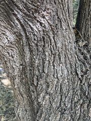 Juglans