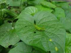 Schistocerca flavofasciata