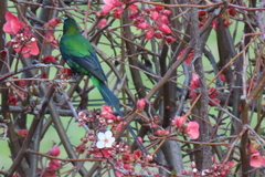 Nectarinia famosa famosa