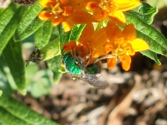 Augochloropsis metallica