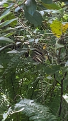 Heliconius charithonia