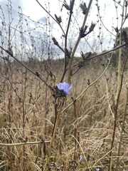 Cichorium