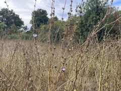 Cichorium