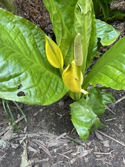 Lysichiton americanus