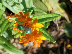 Augochloropsis metallica