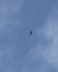 Hemiprocne longipennis