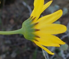 Euryops abrotanifolius