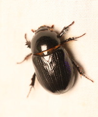 Pentodontini