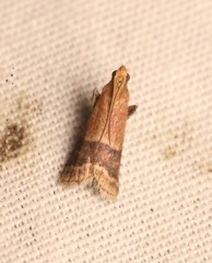 Eulogia ochrifrontella