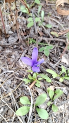 Gentianopsis