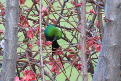 Nectarinia famosa famosa
