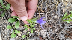 Gentianopsis