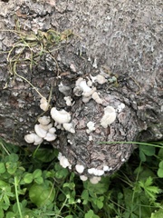 Schizophyllum commune
