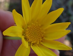 Euryops abrotanifolius