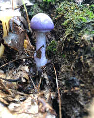 Cortinarius