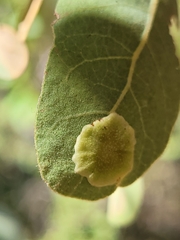 Andricus pattersonae