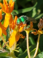 Augochloropsis metallica