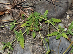 Boerhavia glabrata