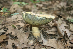 Gyroporus cyanescens