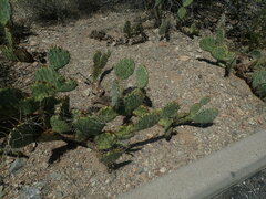 Opuntia