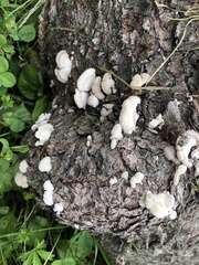 Schizophyllum commune