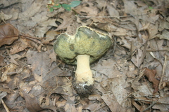 Gyroporus cyanescens