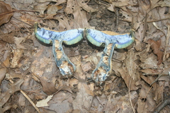 Gyroporus cyanescens