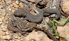 Pachydactylus geitje