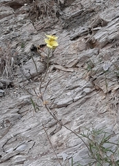 Diplotaxis tenuifolia