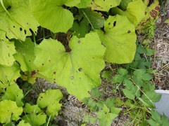 Tussilago farfara