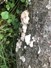 Schizophyllum commune