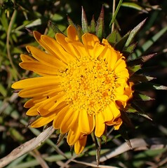Oedera capensis