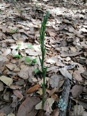 Platanthera brevifolia