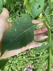 Verbesina occidentalis