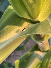 Zelus renardii